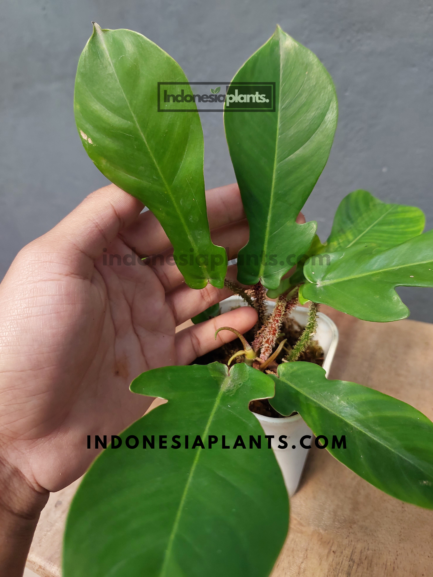 philodendron anatomy Philodendron Squamiferum – INDONESIAPLANTS