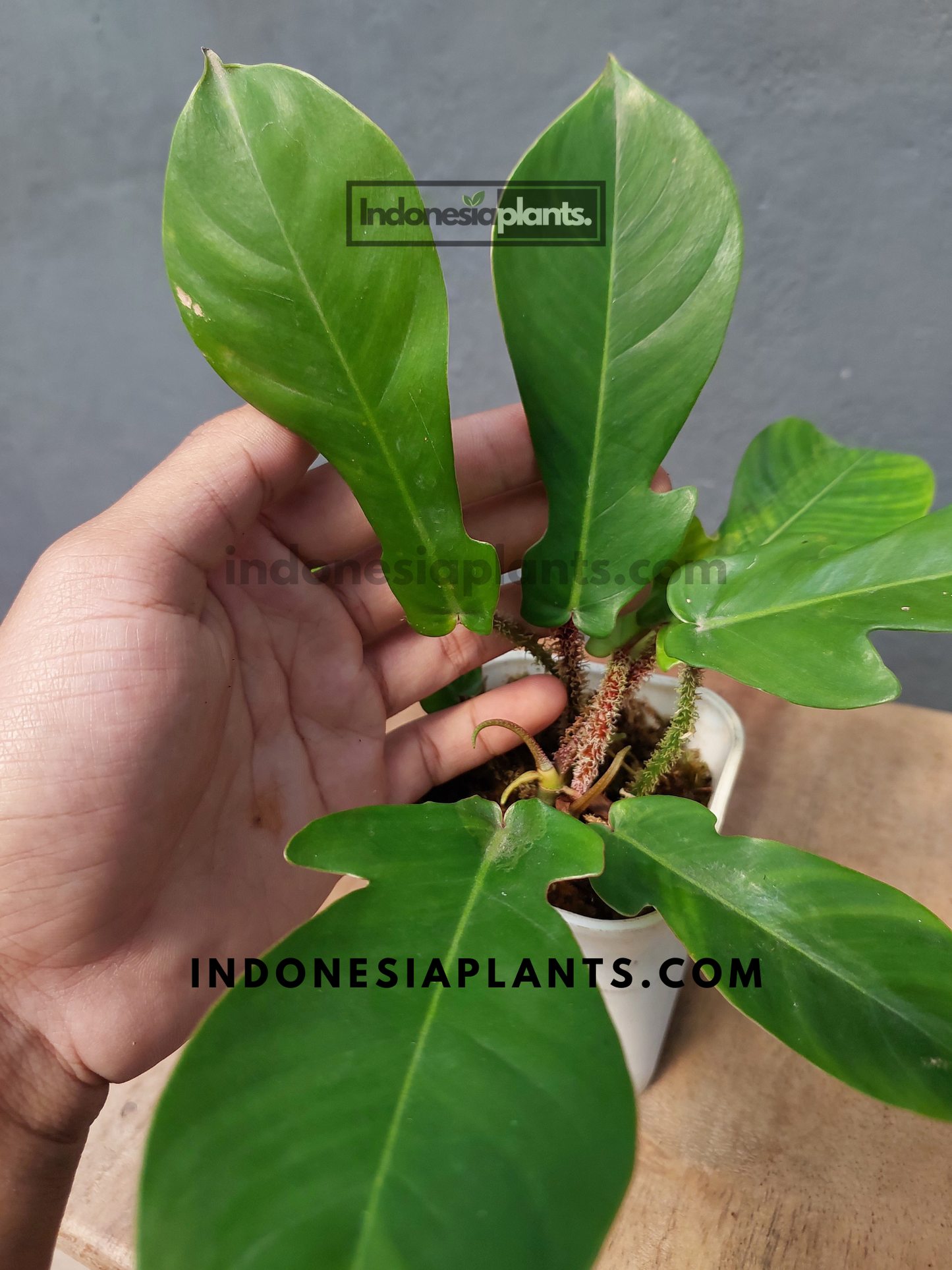 Philodendron Squamiferum