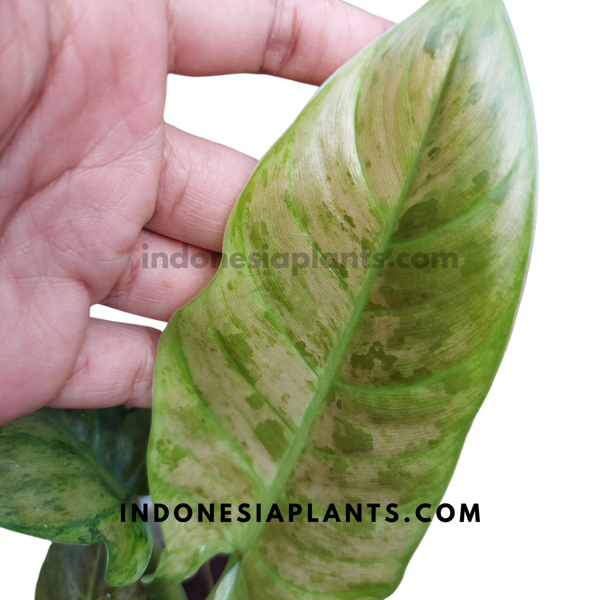 variegated philodendron subhastatum Philodendron Subhastatum Variegated A