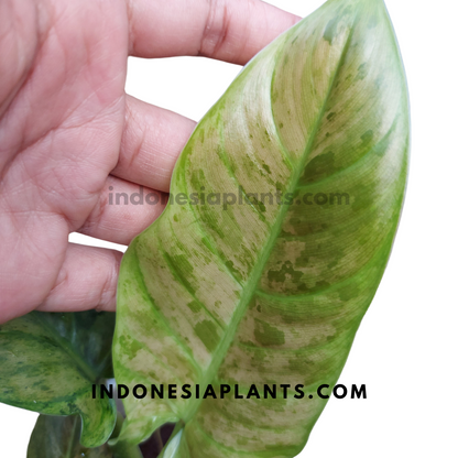 Philodendron Subhastatum Variegated