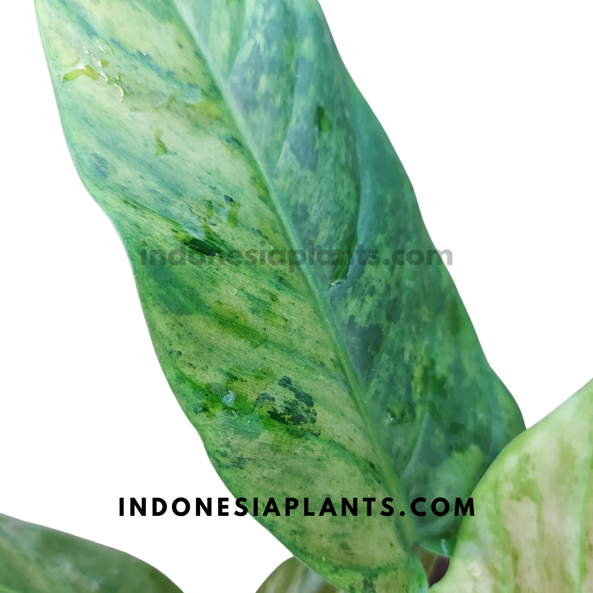 variegated philodendron subhastatum Philodendron Subhastatum Variegated A