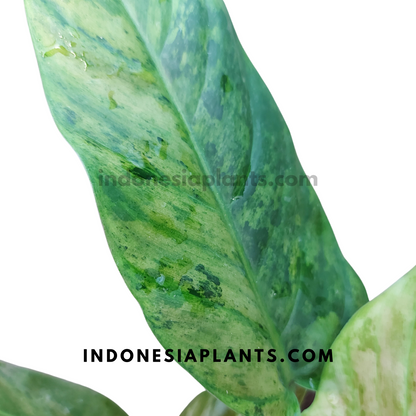 Philodendron Subhastatum Variegated