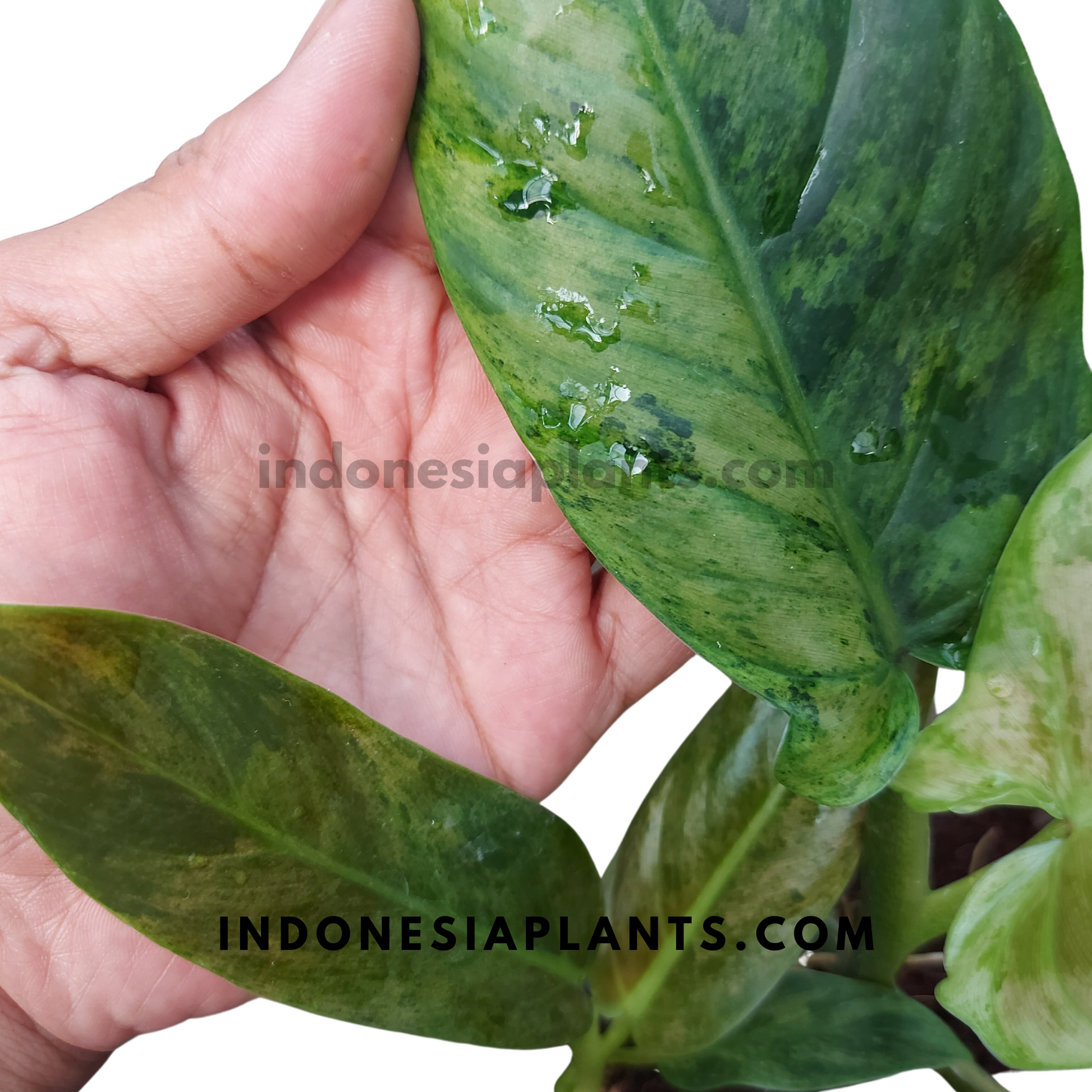 philodendron subhastatum variegata Philodendron Subhastatum Variegated