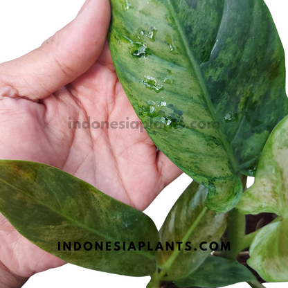 Philodendron Subhastatum Variegated