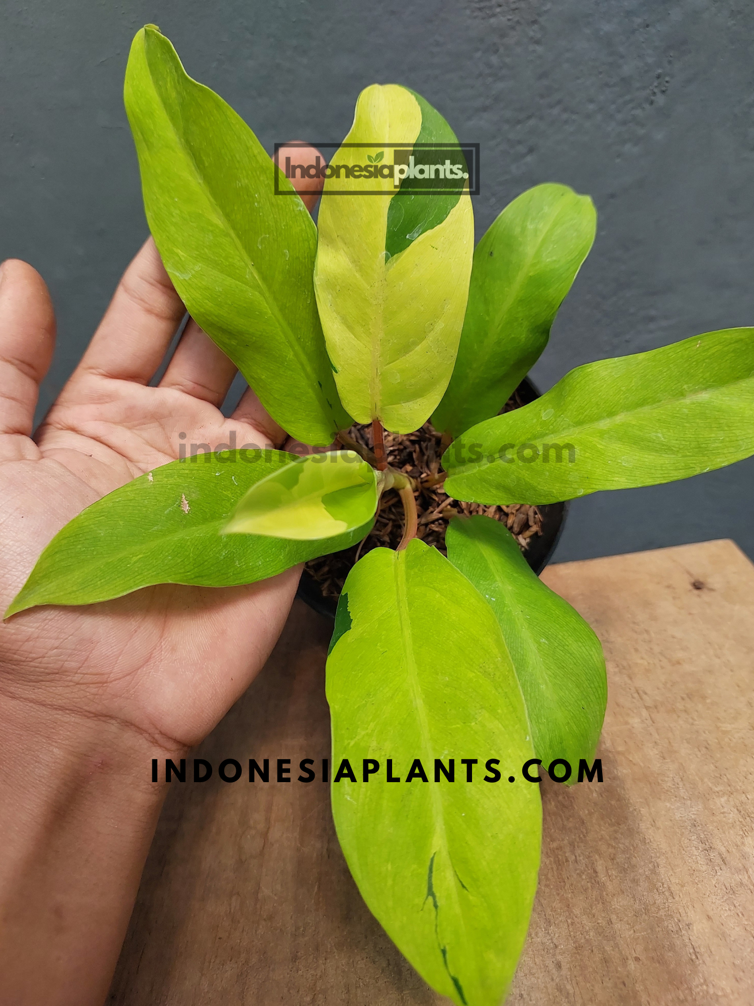 philodendron thai sunrise Philodendron Thai Sunrise Variegated