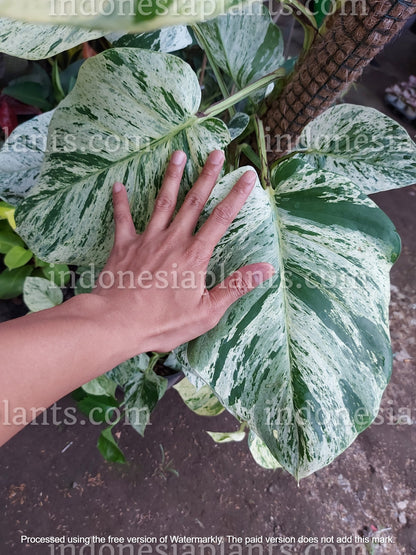 mature marble queen pothos Epipremnum Marble Queen Large Size – INDONESIAPLANTS