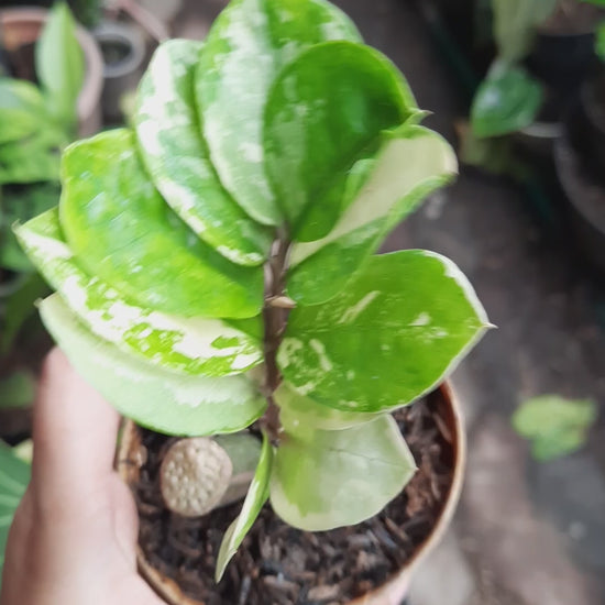 zamioculcas_zamiifolia_variegated