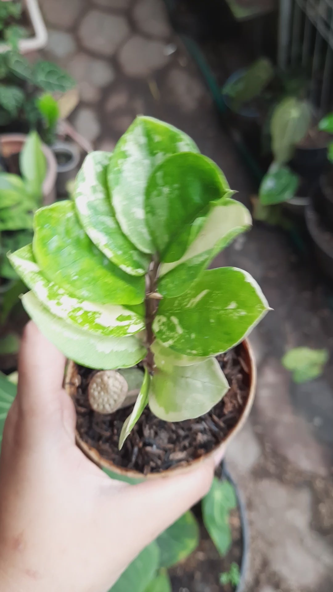 zamioculcas_zamiifolia_variegated