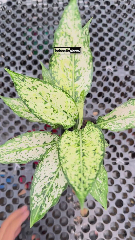 Aglaonema Snow White - us & cad store
