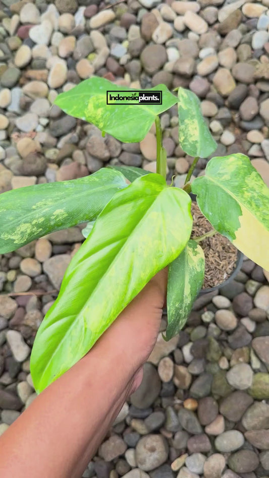Philodendron Domesticum Variegated - us & cad store