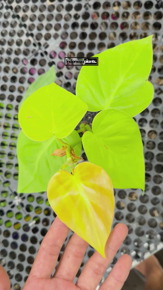 Philodendron Hederaceum Lemon - us & cad store