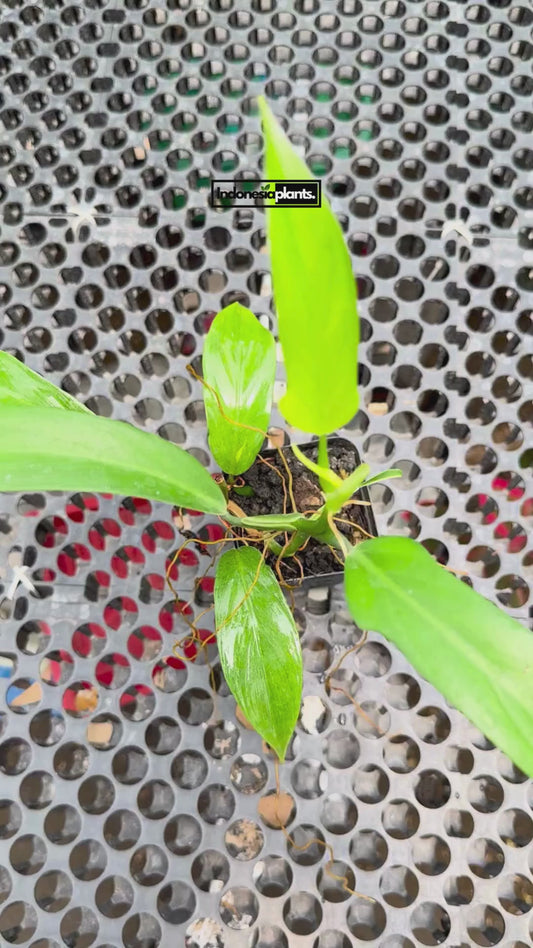 Philodendron Panduriforme Small - us & cad store