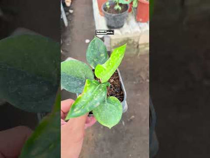 نباتات أغلاونيما روبي شيانغ ماي المبتدئة