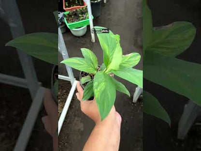 Spathiphyllum Sensation Variegated Mauna Loa Tamaño pequeño