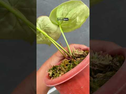 Anthurium Dorayaki Silver Blush round form