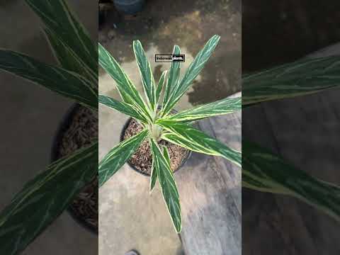 aglaonema modestum bamboo Aglaonema Bamboo – INDONESIAPLANTS