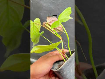 Philodendron Majestic Small