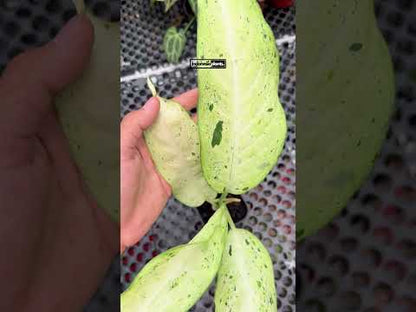 Dieffenbachia Camouflage