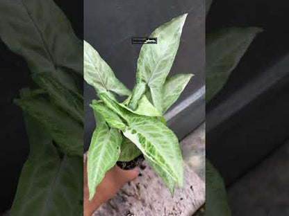 Syngonium Frizzly abigarrado