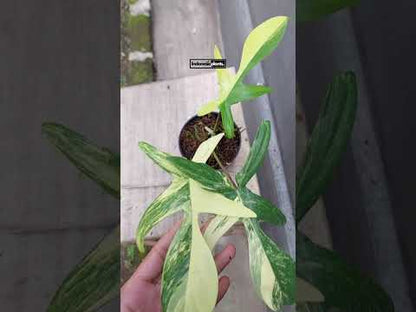 Philodendron Florida Beauty