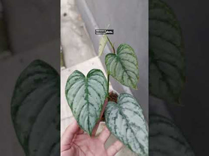 فيلوديندرون براندتيانوم كبير