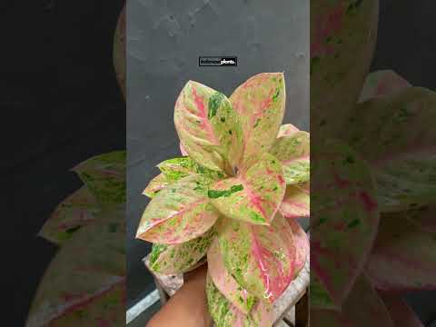aglaonema emerald pink Aglaonema Pink Emerald – INDONESIAPLANTS