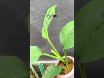 Monstera Pinnatipartita fenestrada