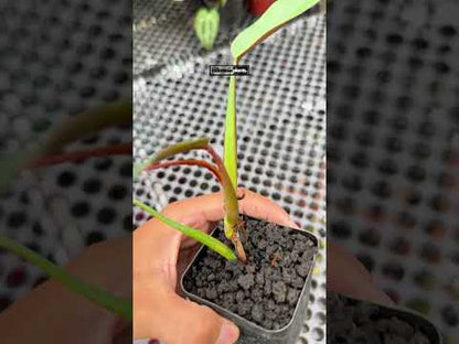 Philodendron Bicolor Small Size