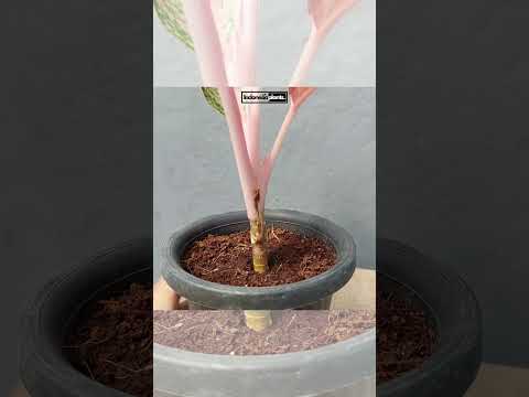 aglaonema red stardust Aglaonema Red Stardust – INDONESIAPLANTS