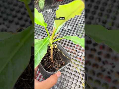 Philodendron Green Saw