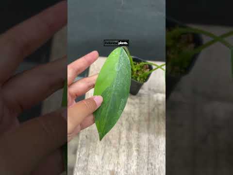 philodendron avocado shake Philodendron Avocado Shake – INDONESIAPLANTS