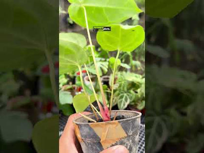 Anthurium cristalino