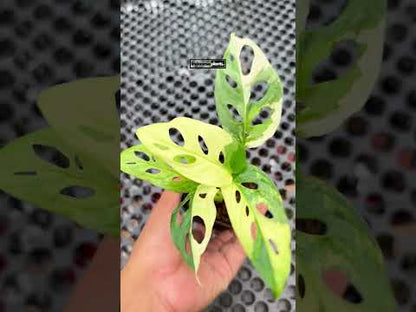 Monstera Adansonii Tricolor Variegated
