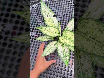 aglaonema blancanieves Aglaonema Blancanieves – INDONESIAPLANTS