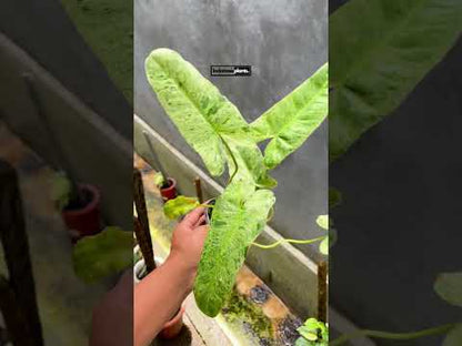 Philodendron Paraiso Verde