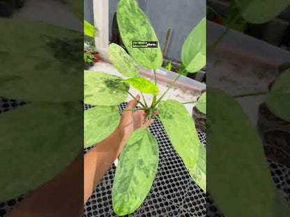 Aglaonema Simplex Variegated