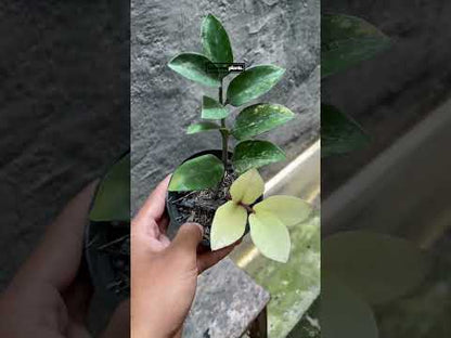 Zamioculcas Zamiifolia Variegated
