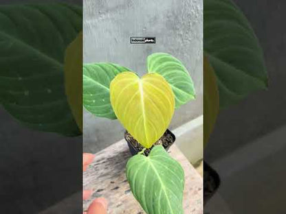 فيلوديندرون جلوريوس