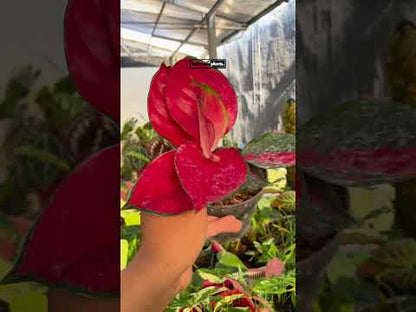 Aglaonema Suksom