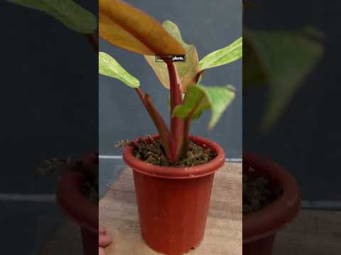 philodendron orange smooth Philodendron Orange Marmalade Small Size – INDONESIAPLANTS