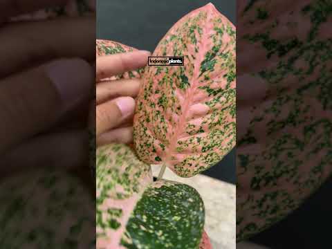 aglaonema orange stardust Aglaonema Orange Stardust – INDONESIAPLANTS