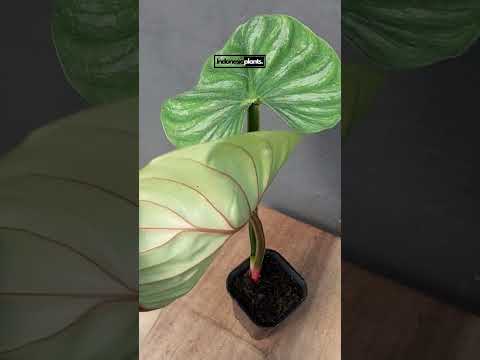 philodendron plowmanii round form Philodendron Plowmanii Round Form – INDONESIAPLANTS