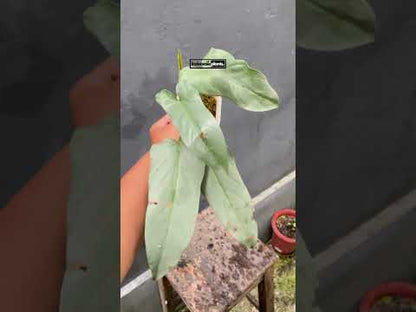 Philodendron Hastatum Silberschwert