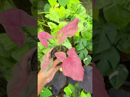 Syngonium Orm Nak Rot