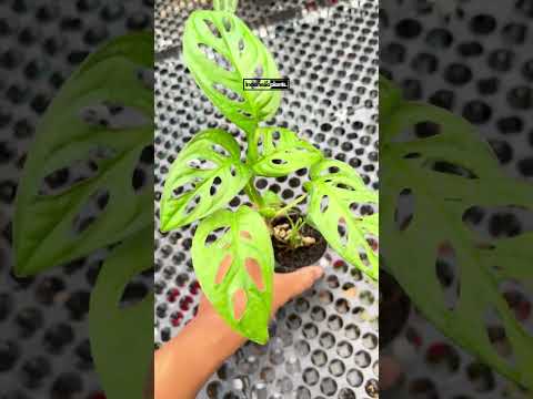 Monstera Lechleriana featuring elongated fenestrated foliage for indoor aroid and tropical plant collections.