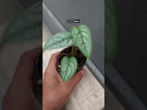 monstera siltepecana el salvador Monstera Siltepecana El Salvador – INDONESIAPLANTS