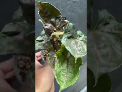 Alusión a ciruela Syngonium