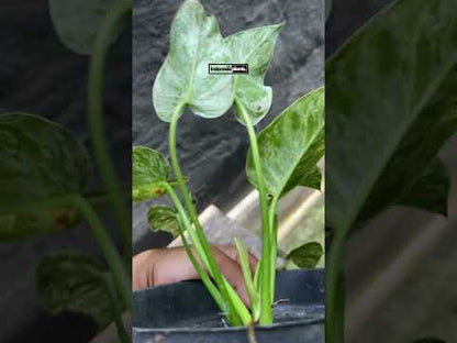 Philodendron Giganteum Blizzard Variegated Small