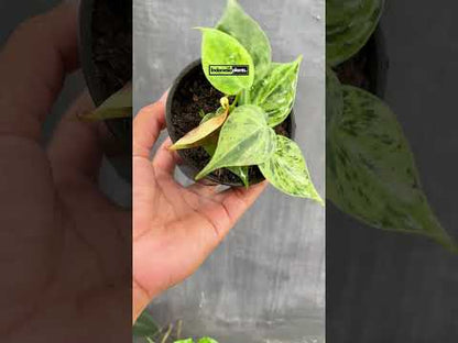 Philodendron Hederaceum Heartleaf Variegated Starter Plants