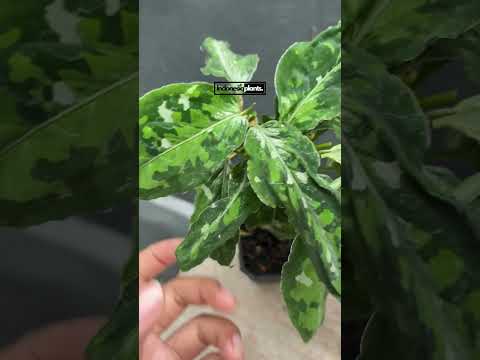 aglaonema pictum tricolor mature Aglaonema Pictum Tricolor – INDONESIAPLANTS